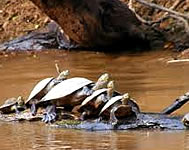 Parque Nacional Madidi